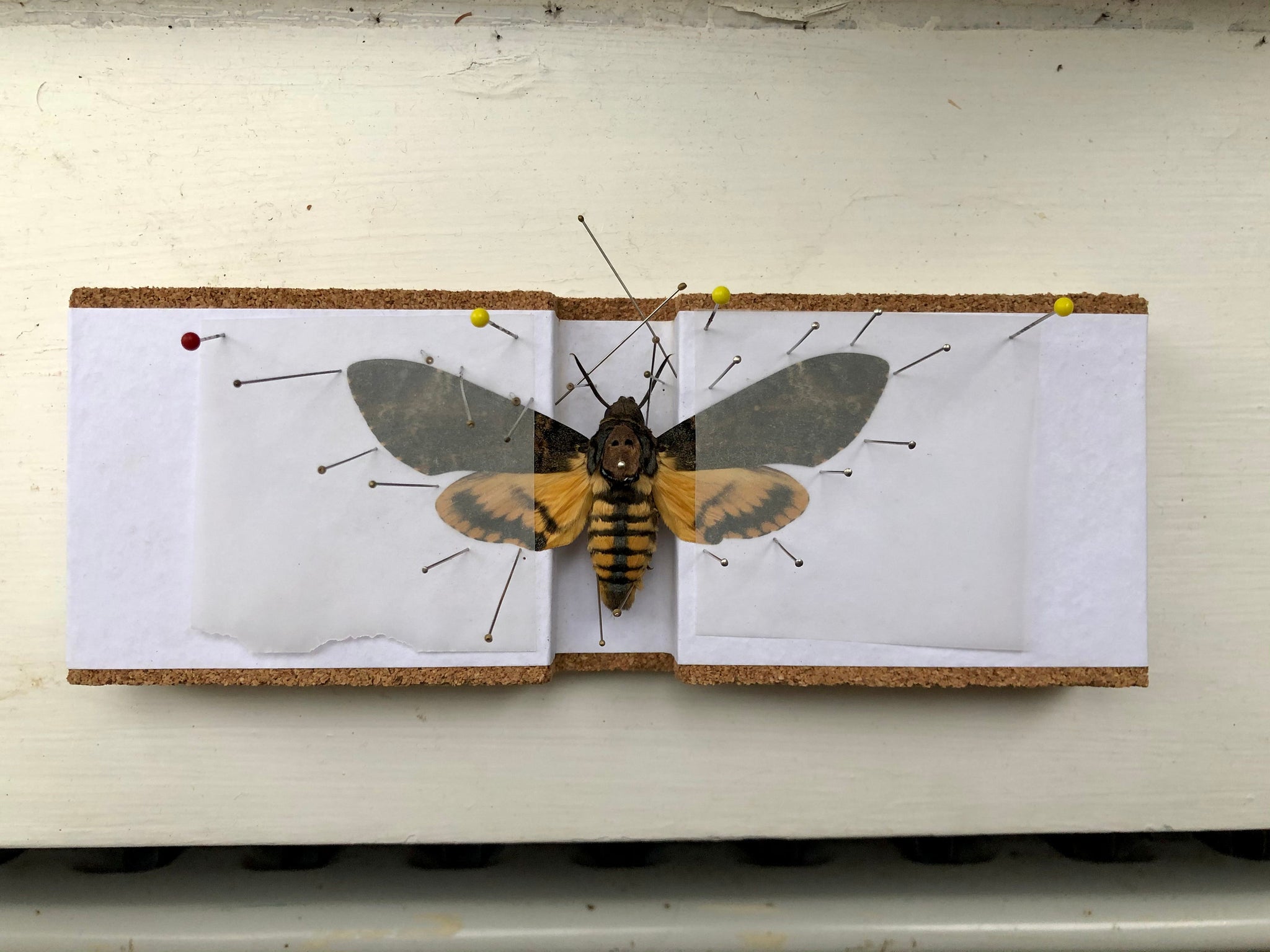 Deaths Head Hawk Moth Silence of the Lambs in high quality Box Frame (Acherontia styx)