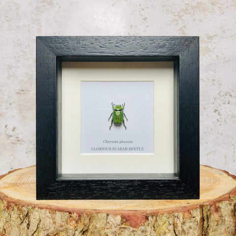 Glorious Scarab Beetle - Chrysina gloriosa