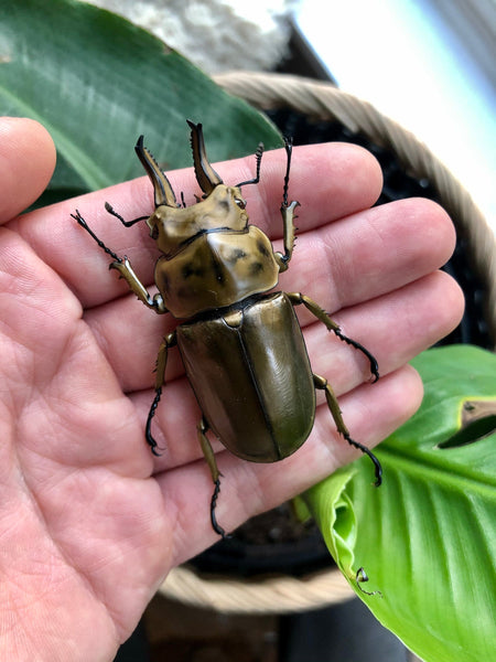 Large Male Golden Stag Beetle - Allotopus rosenbergi