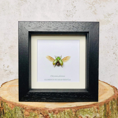 Glorious Scarab Beetle - Chrysina gloriosa (SPREAD WINGS)