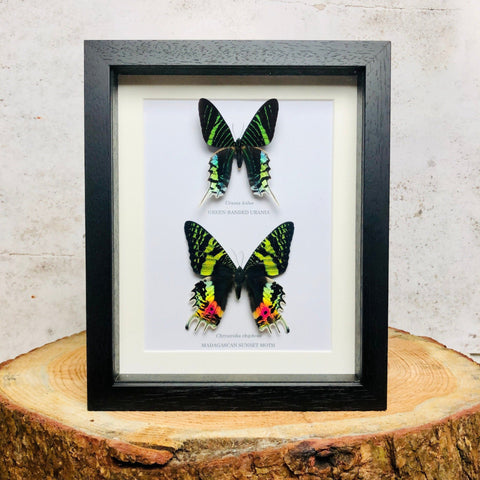 Day Flying Moth Couple - Chrysiridia rhipheus & Urania leilus
