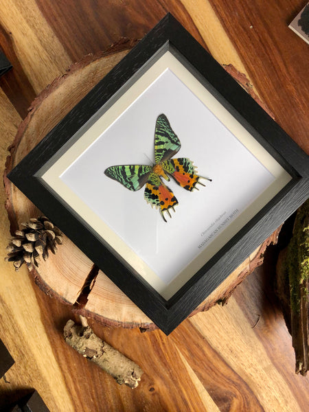 Madagascan Sunset Moth - Chrysiridia rhipheus  (VENTRAL/BELLY SIDE)