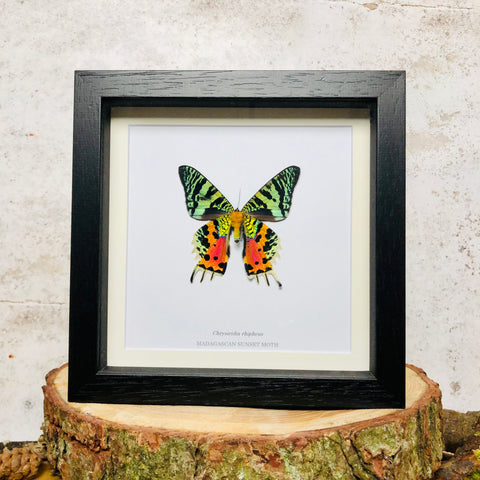 Madagascan Sunset Moth - Chrysiridia rhipheus  (VENTRAL/BELLY SIDE)