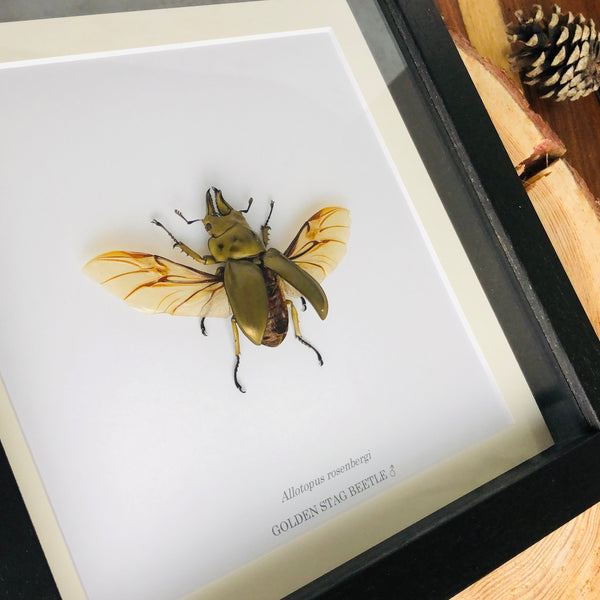 Male Golden Stag Beetle - Allotopus rosenbergi (SPREAD WINGS)
