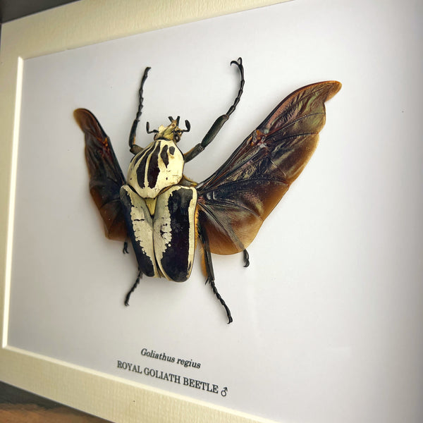 Royal Goliath Beetle - Goliathus regius (SPREAD WINGS)