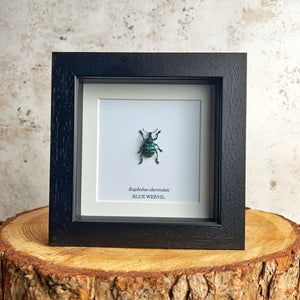 Blue Weevil - Eupholus chevrolati