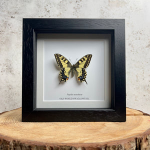 Old World Swallowtail - Papilio machaon