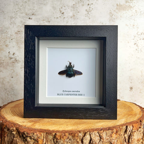 Blue Carpenter Bee - Xylocopa caerulea