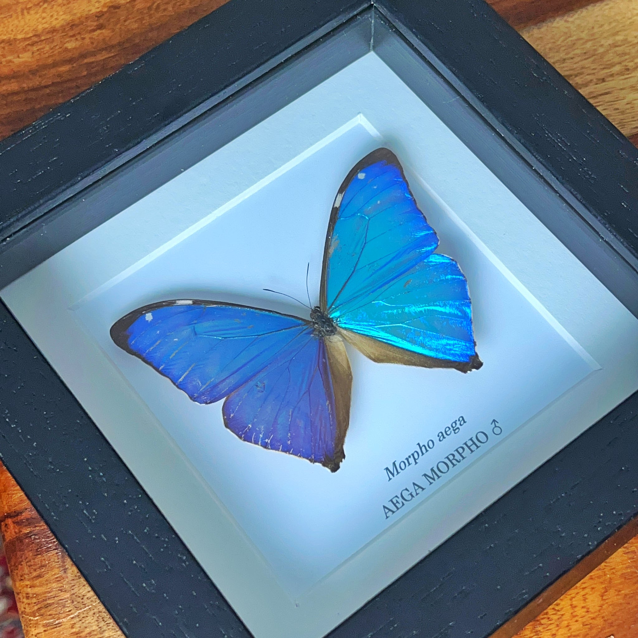 Aega Morpho - Morpho aega – Rockx Entomology