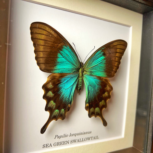 Sea Green Swallowtail - Papilio lorquinianus