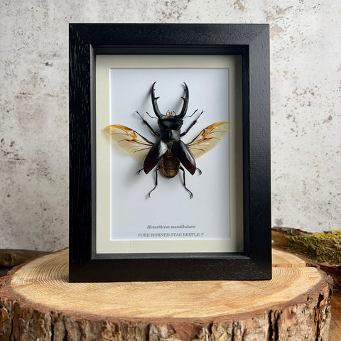 Fork-horned Stag Beetle - Hexarthrius mandibularis (SPREAD WINGS)