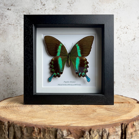 Peacock Swallowtail - Papilio blumei