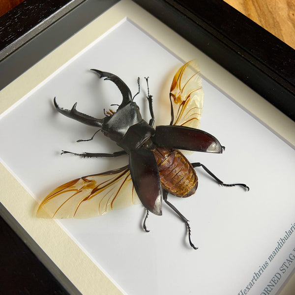 Fork-horned Stag Beetle - Hexarthrius mandibularis (SPREAD WINGS)