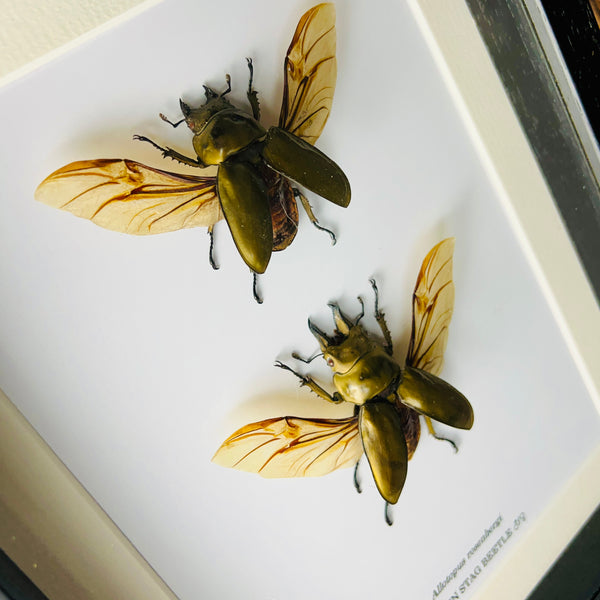 Golden Stag Beetle Couple - Allotopus rosenbergi (SPREAD WINGS)