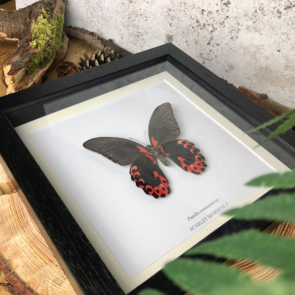 Scarlet Mormon - Papilio rumanzovia